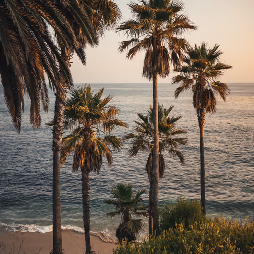 Palms