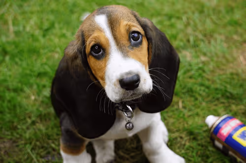 Untitled Collection #66221021