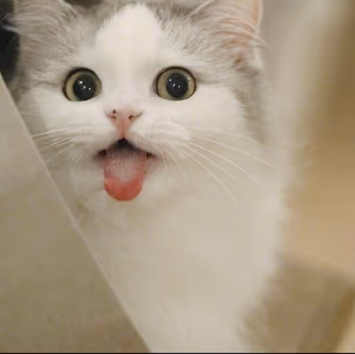 Item #506614017608188570824604822011872825915664813029036437365082844039921795073 Media