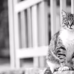 Nostalgic Cats #21