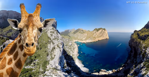 Item #93844881020271356057117699145384942250622240332349505443041285747662003372033 Media