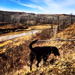 Happy Lab In The Spring