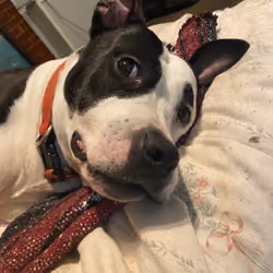 biscotti 