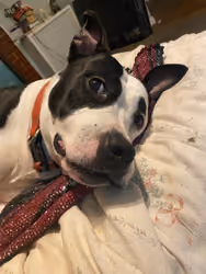 biscotti