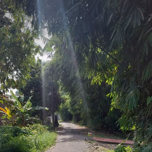 Sunlight Through the Bamboo Forest