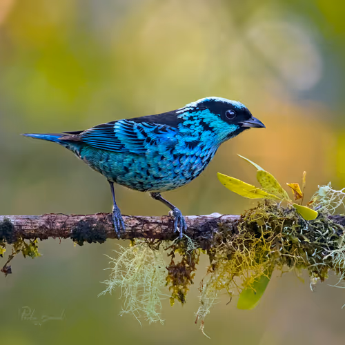 Item #76723362783280478533997952640177478162370392864243199552253501745892771758081 Media