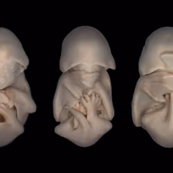 Baby Bats