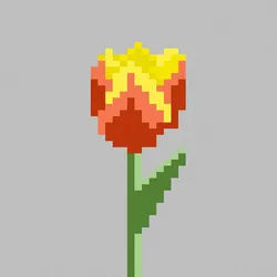 Tulip ver.5