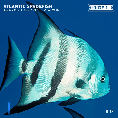 Item #72122608948950586905896945235695353296847960895015423047944334420406530211841 Media