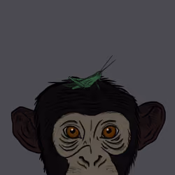 obey the chimp