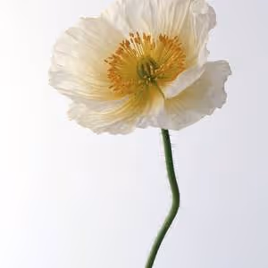 Item #72299350976815340695196313450713722337265431222110531150204485448454102843393 Media