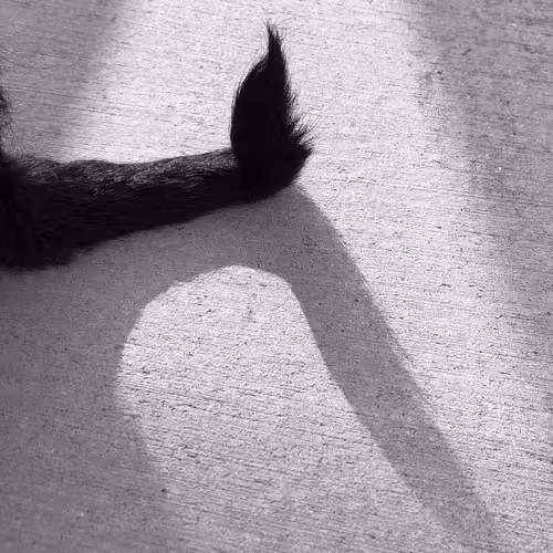 Item #56431751608181922231259635946092067407977788553703326303680802268969292529665 Media