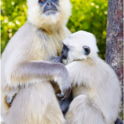 Monkey