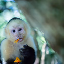 The Monkey