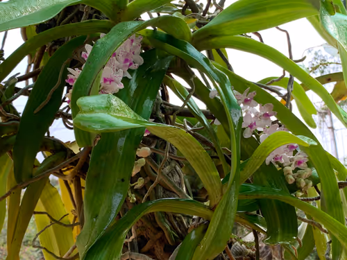 Item #9219050150944409377619180316701258752688903686194552541810005489725955112961 Media