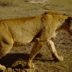 African lioness on the hunt