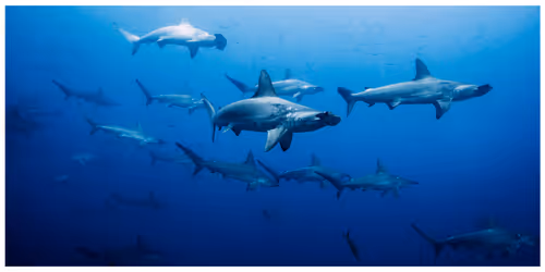 Item #29902083434247515408831439574651385768857107128595090783109118179177605890049 Media