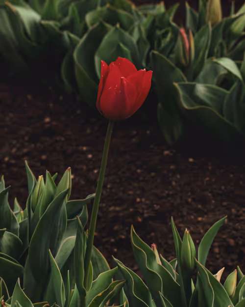 Item #61140817841535323188943582947873458398896939162862574355994582715039251169281 Media