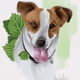 dogChe
