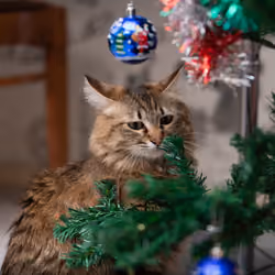 I'm just checking, don't buy this cat