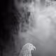 Phoebe_Lesch Collection - old V2