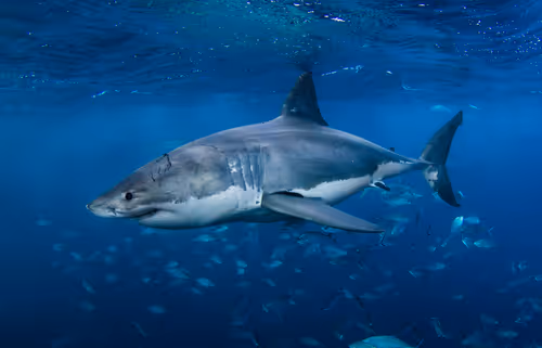 Item #3147264944406700661199990101931342713286422144963427559940462045761202290689 Media