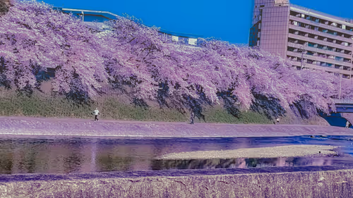 Item #26309083901545567454709889211670292098627789932924015051489478886607657369605 Media