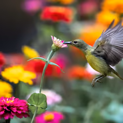 Genesis Bird 09