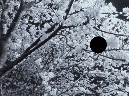 Item #84908863190943824936340357741802764049643432958499460467715638061326548336641 Media