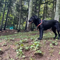 Forest Black