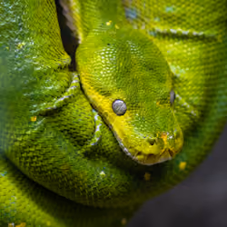 CLICK A PHOTO #3 - "Snaky Eyes"