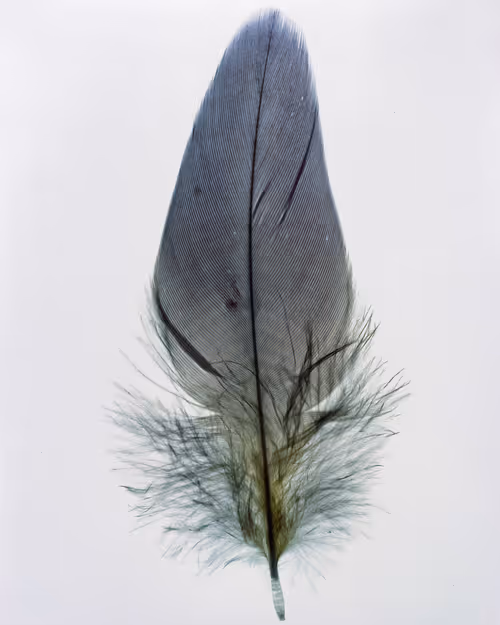 Item #15950502774274559587709957543874871977543956853015568947902385673407070994433 Media