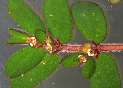 Item #83492542219966292281678492459995273614130213244614101144777664015824263839745 Media