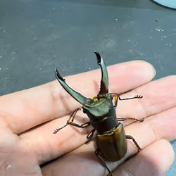 Beetle DAO 07