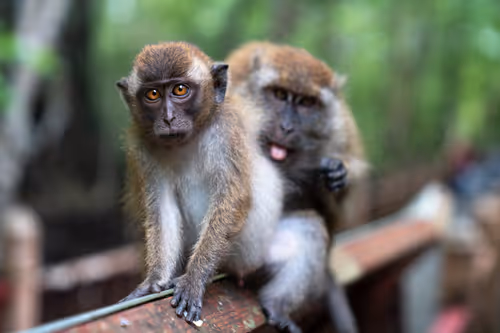 Item #63523364168895166174582155522401431768249069282983621171475144150242786541569 Media