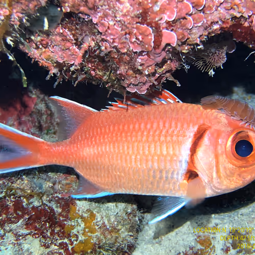 80965803268169370603932631570667161375508893671094224909166964294238202757121