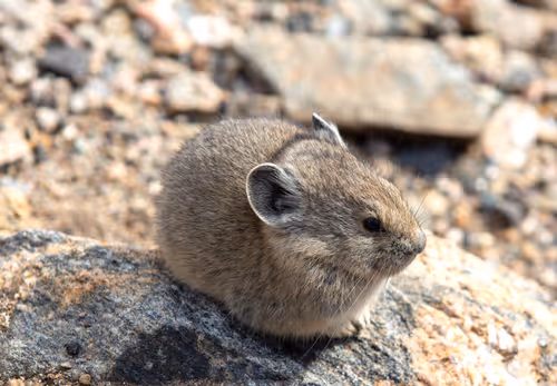 Item #19207338348144225692080396183640865546201068415206893468727031785994676338689 Media