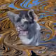 53180631642456764738139299674940583640479914081960747744151189762977610858497