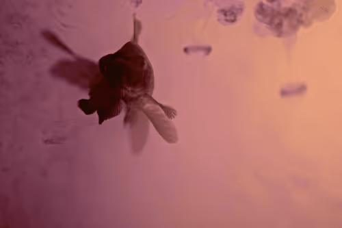 Item #101713277105975589639880448454091243544280285560533982294413790934276407033866 Media