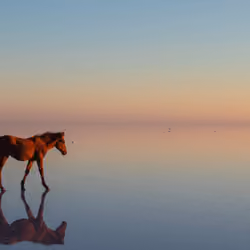 Lonely Brown Horse