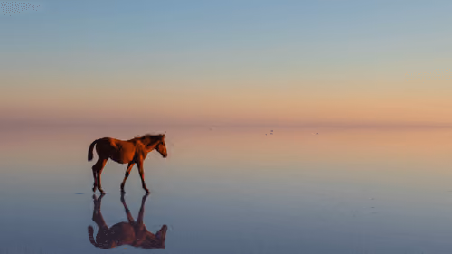 Salt lake and Horse