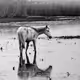 Horses #10