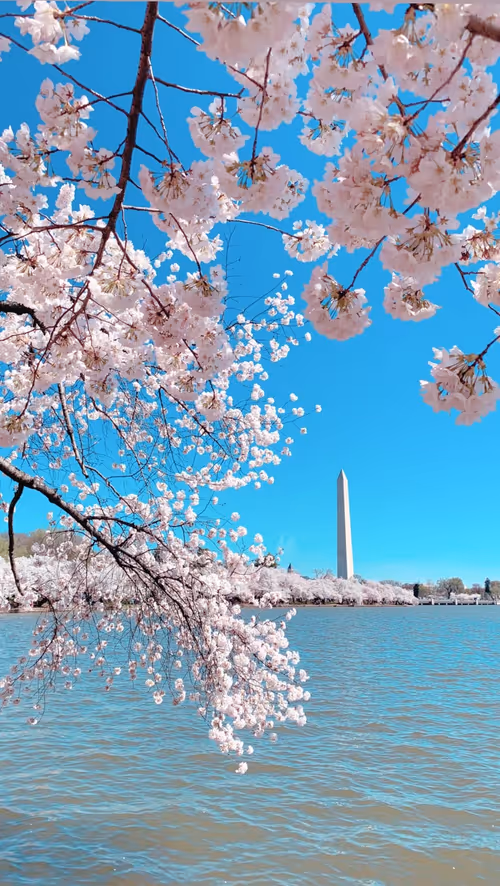 Item #106477979727921541186727478724300185903490775673614568519268880257174497918977 Media