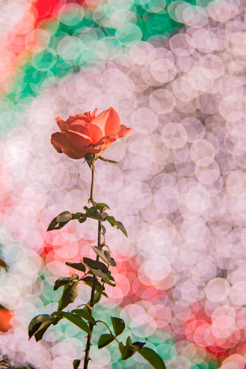 Item #108911492996146874115956011896780761878527851196280444702557873486381084311562 Media