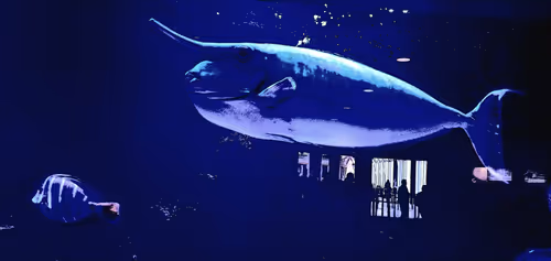 Item #88096187135023197502830601986588997816911014051700883464461199586119248773121 Media