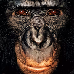 109162157552346088047496633038404394118504199992061596446112929766758384926721