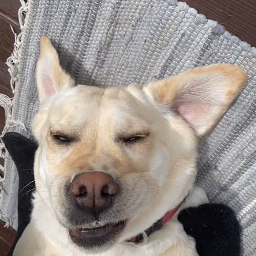 my dog took a selfie