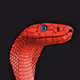 CRYPTO COBRA BTC