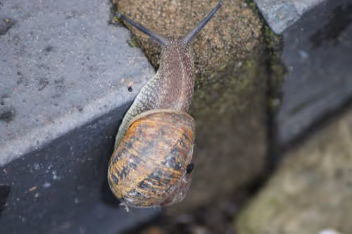 Item #51124555051901614330264480006545612592022390906904121289505624555811655122945 Media