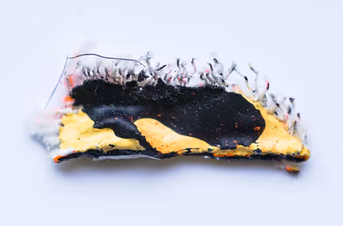 Item #13773673914848060880493706407938151253713751468018043520626209031381571338241 Media